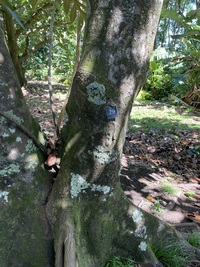 Artocarpus altilis x mariannensis 'Meinpadahk'