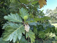 Artocarpus altilis 'Momolega'