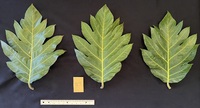 Artocarpus altilis 'Momolega'