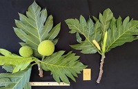 Artocarpus altilis 'Momolega'
