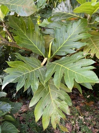 Artocarpus altilis 'Momolega'