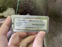 Artocarpus altilis 'Momolega'
