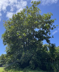 Artocarpus altilis 'Momolega'