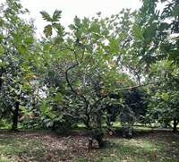 Artocarpus altilis 'Puupuu'