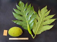 Artocarpus altilis 'Puupuu'