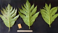 Artocarpus altilis 'Puupuu'