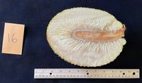 Artocarpus altilis 'Puupuu'