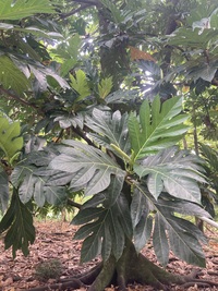 Artocarpus altilis x mariannensis 'Sewan'