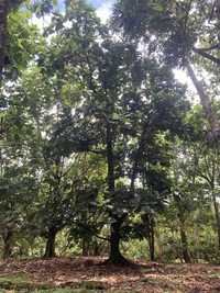 Artocarpus altilis x mariannensis 'Sewan'