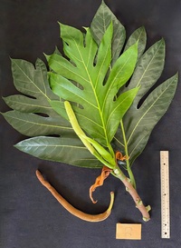 Artocarpus altilis x mariannensis 'Sewan'