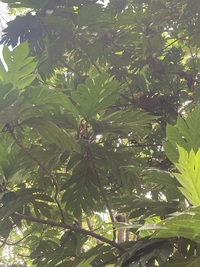 Artocarpus altilis x mariannensis 'Sewan'