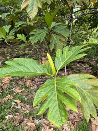 Artocarpus altilis x mariannensis 'Ulu afa'