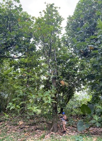 Artocarpus altilis x mariannensis 'Ulu afa'