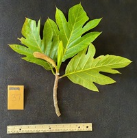 Artocarpus altilis x mariannensis 'Ulu afa'