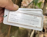 Artocarpus altilis x mariannensis 'Ulu afa'