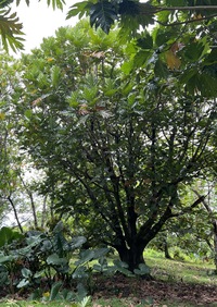 Artocarpus altilis x mariannensis 'Ulu afa'