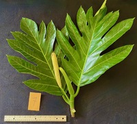 Artocarpus altilis x mariannensis 'Ulu afa'