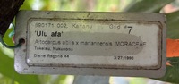 Artocarpus altilis x mariannensis 'Ulu afa'