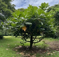 Artocarpus altilis 'Ulu Fiti'