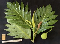 Artocarpus altilis 'Ulu Fiti'