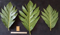 Artocarpus altilis 'Ulu Fiti'