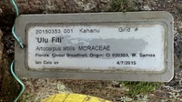 Artocarpus altilis 'Ulu Fiti'