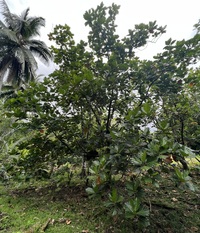 Artocarpus altilis x mariannensis 'Ulu afa'