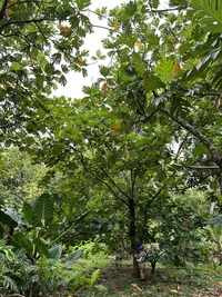 Artocarpus altilis x mariannensis 'Ulu afa'