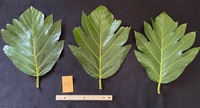 Artocarpus altilis x mariannensis 'Ulu afa'