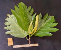 Artocarpus altilis x mariannensis 'Ulu afa'