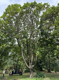Artocarpus altilis x mariannensis 'Ulu afa'