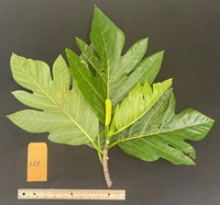 Artocarpus altilis x mariannensis 'Ulu afa'