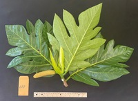 Artocarpus altilis x mariannensis 'Ulu afa'