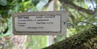 Artocarpus altilis x mariannensis 'Ulu afa'
