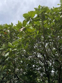 Artocarpus altilis x mariannensis 'Ulu afa Elise'
