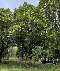 Artocarpus altilis x mariannensis 'Ulu afa Elise'