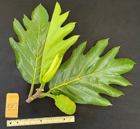 Artocarpus altilis x mariannensis 'Ulu afa Elise'