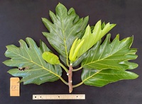 Artocarpus altilis x mariannensis 'Ulu afa Elise'
