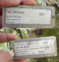 Artocarpus altilis x mariannensis 'Ulu afa Elise'