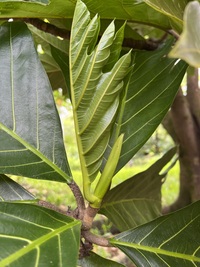 Artocarpus altilis x mariannensis 'Ulu Afa Hamoa'