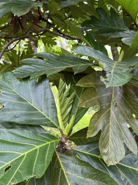 Artocarpus altilis x mariannensis 'Ulu Afa Hamoa'