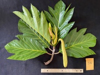 Artocarpus altilis x mariannensis 'Ulu Afa Hamoa'