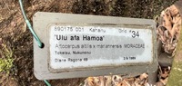 Artocarpus altilis x mariannensis 'Ulu Afa Hamoa'