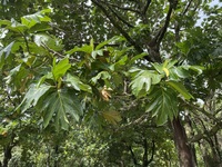 Artocarpus altilis x mariannensis 'Ulu afa'