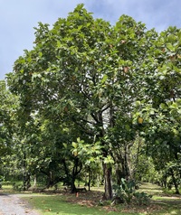 Artocarpus altilis x mariannensis 'Ulu afa'