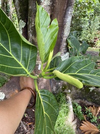 Artocarpus altilis x mariannensis 'Ulu afa'
