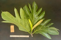 Artocarpus altilis x mariannensis 'Ulu afa'