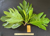 Artocarpus altilis x mariannensis 'Ulu afa'