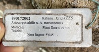 Artocarpus altilis x mariannensis 'Ulu afa'