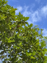 Artocarpus altilis x mariannensis 'Mei chocho'